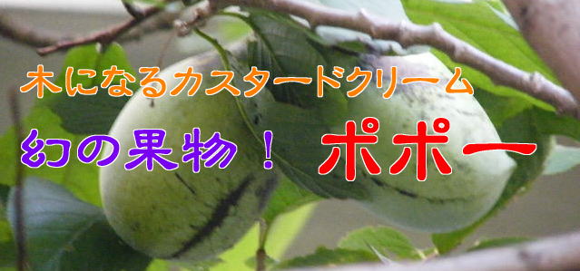 ポポー